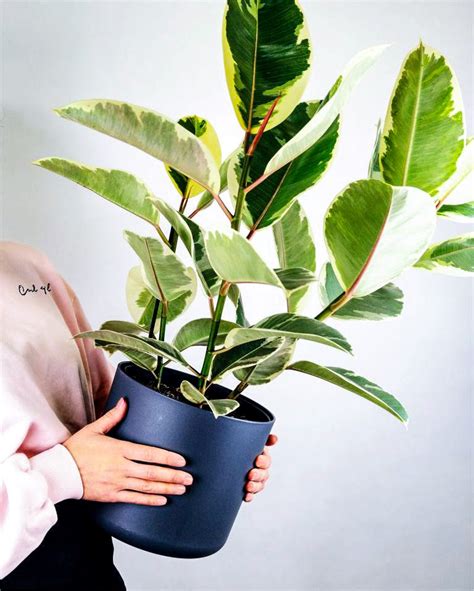 橡膠樹盆栽|印度橡膠樹 Ficus elastica｜家居植